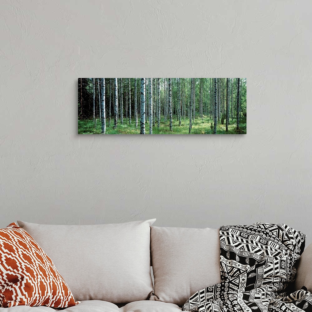 A bohemian room featuring Panoramic photo of thin white barked trees in a forest of over growth.
