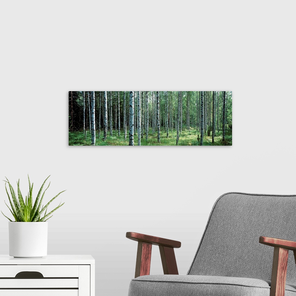 A modern room featuring Panoramic photo of thin white barked trees in a forest of over growth.