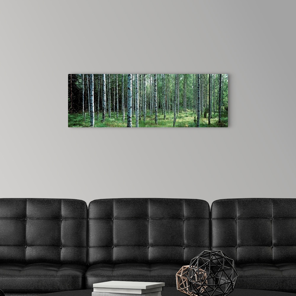 A modern room featuring Panoramic photo of thin white barked trees in a forest of over growth.