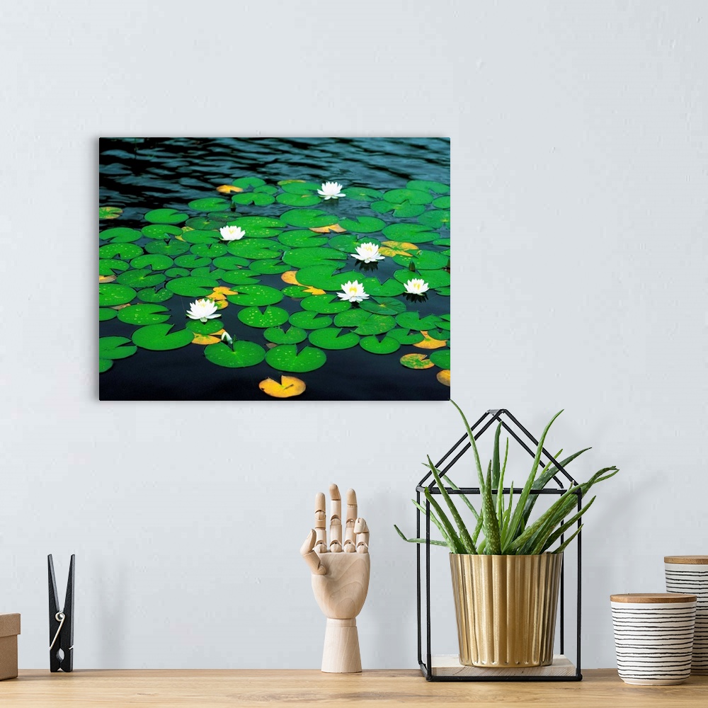 A bohemian room featuring White water lily's floating on lily pads