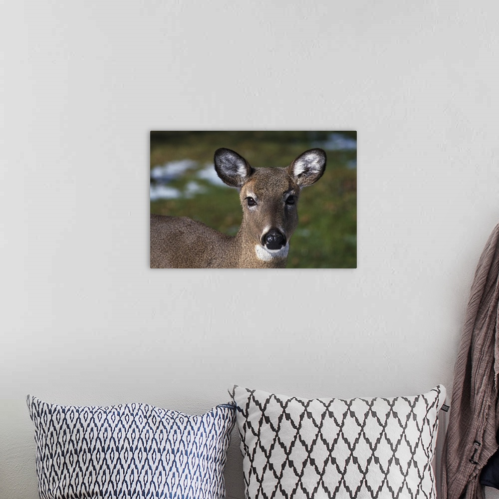 A bohemian room featuring A photograph is taken straight on of a doe.