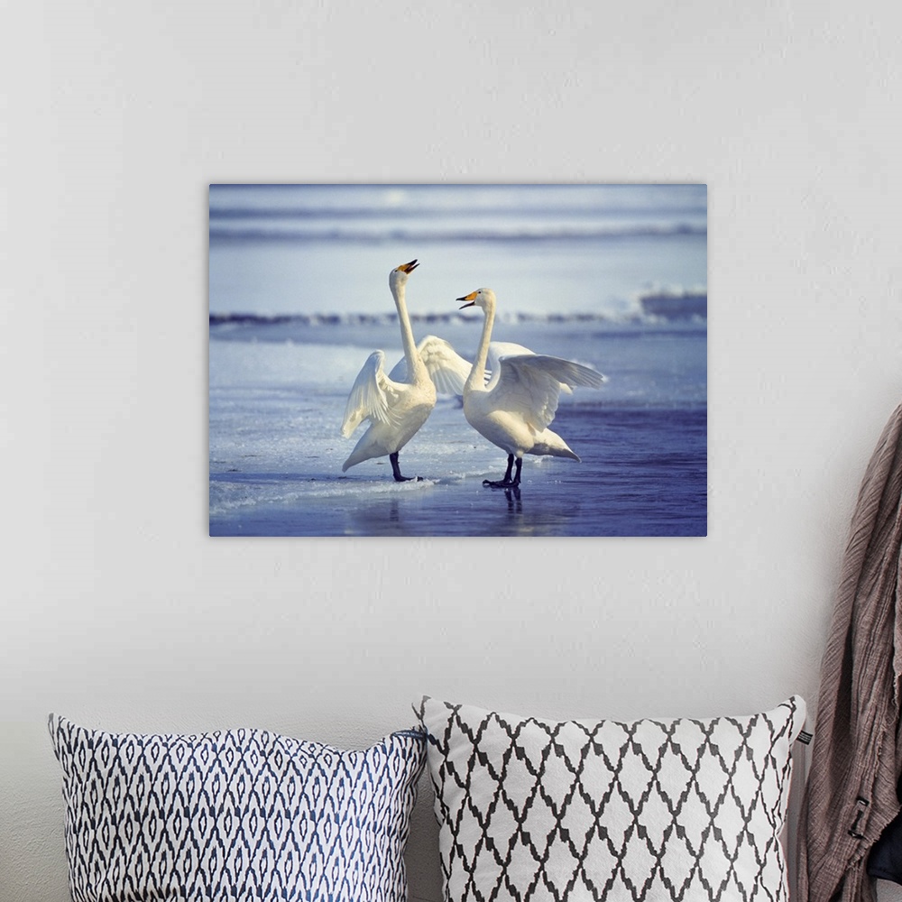 A bohemian room featuring Whooper swans on the beach