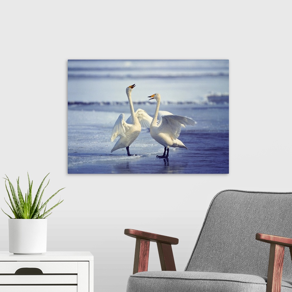 A modern room featuring Whooper swans on the beach