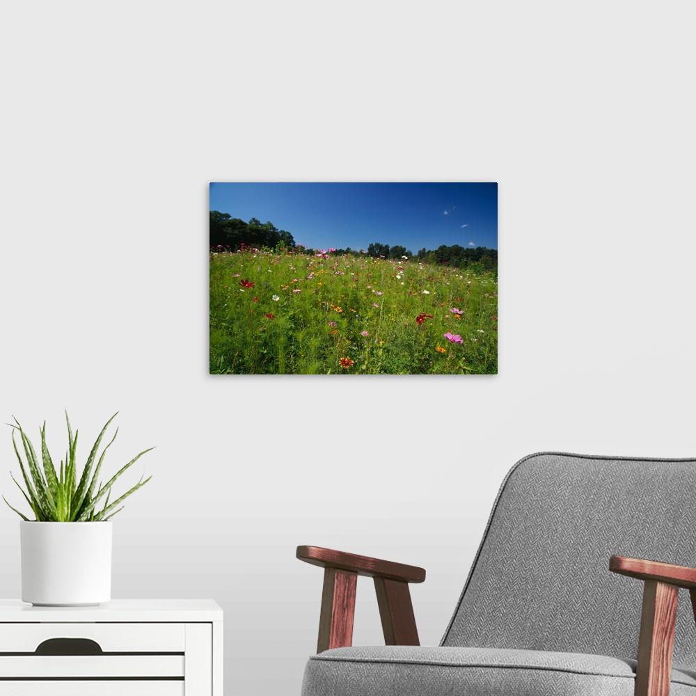A modern room featuring Wide angle view of field of wildflowers blooming, New York