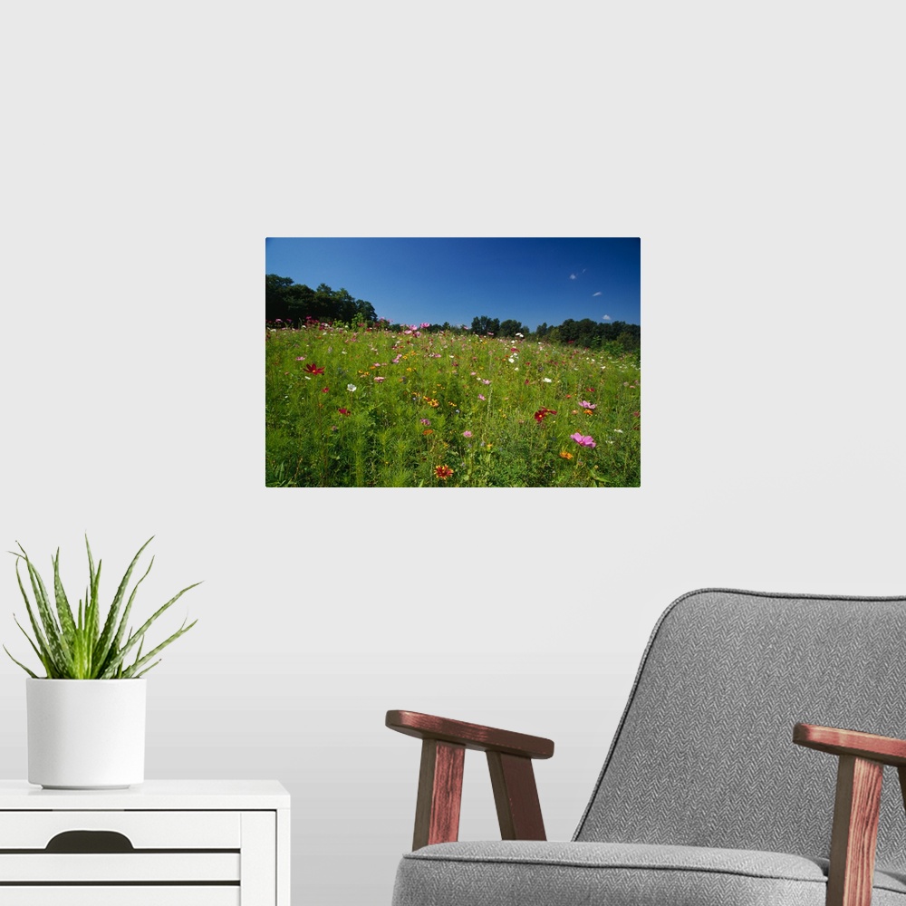A modern room featuring Wide angle view of field of wildflowers blooming, New York