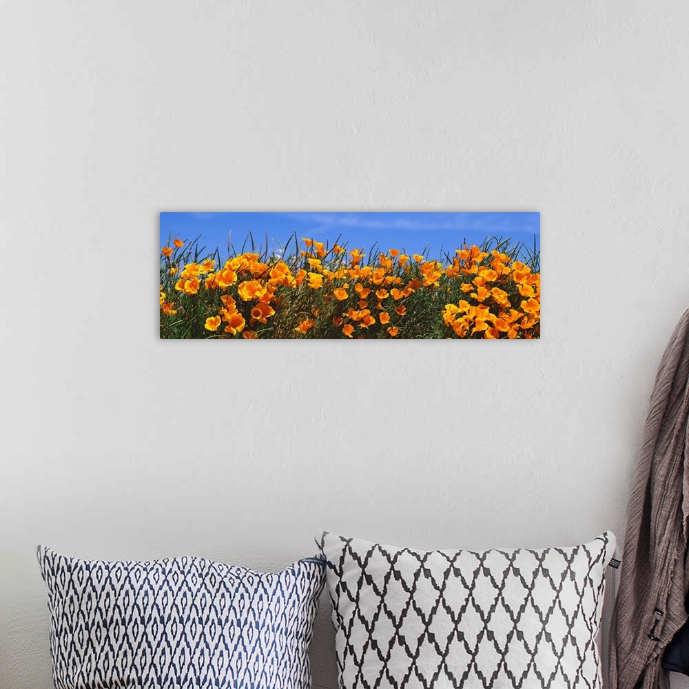 A bohemian room featuring Panoramic photograph of bright blooming wildflowers at the Antelope Valley California Poppy Reserve.