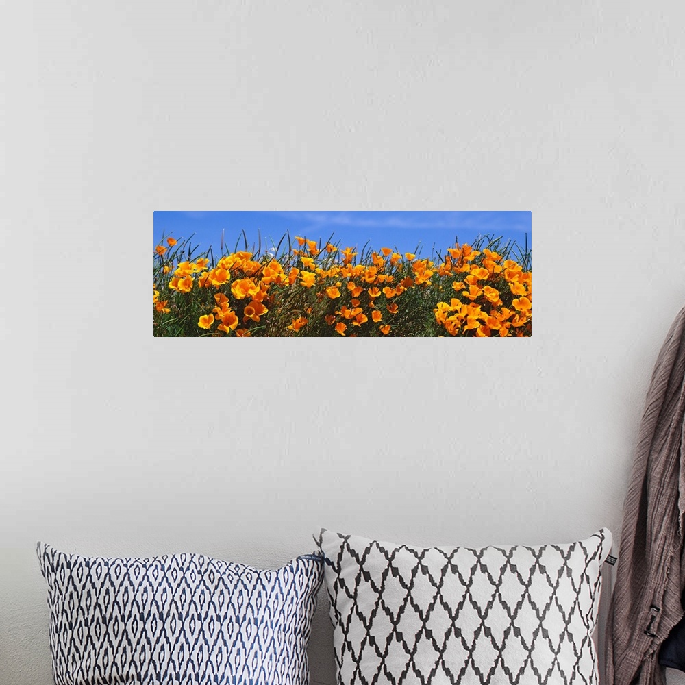 A bohemian room featuring Panoramic photograph of bright blooming wildflowers at the Antelope Valley California Poppy Reserve.