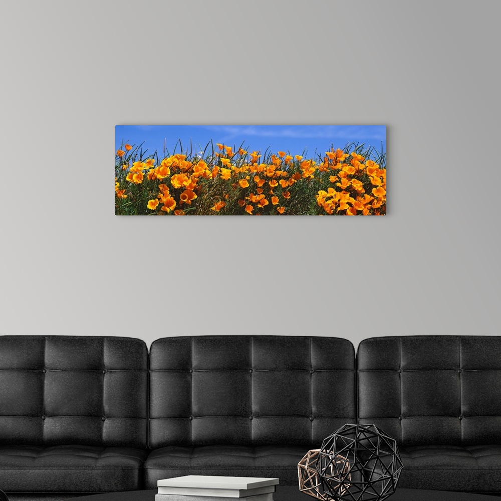 A modern room featuring Panoramic photograph of bright blooming wildflowers at the Antelope Valley California Poppy Reserve.