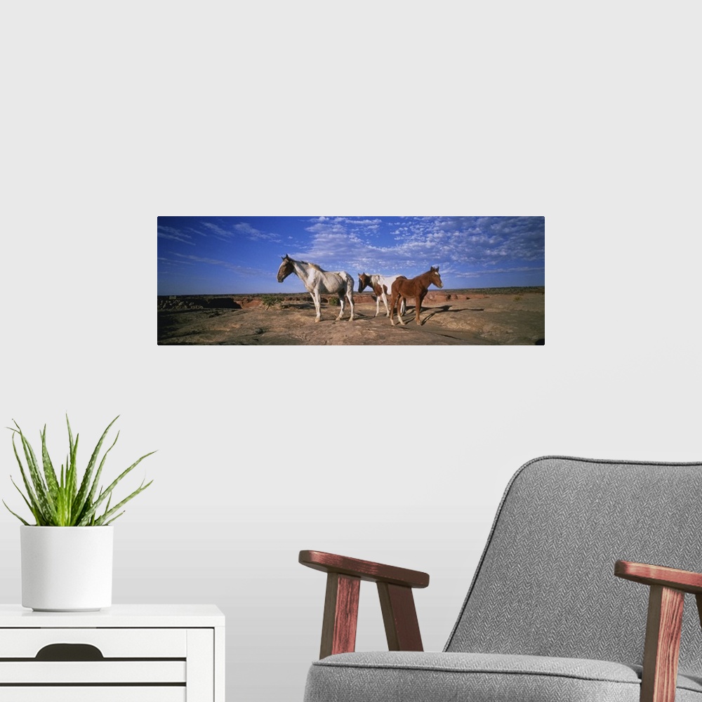 A modern room featuring Wild Ponies NM