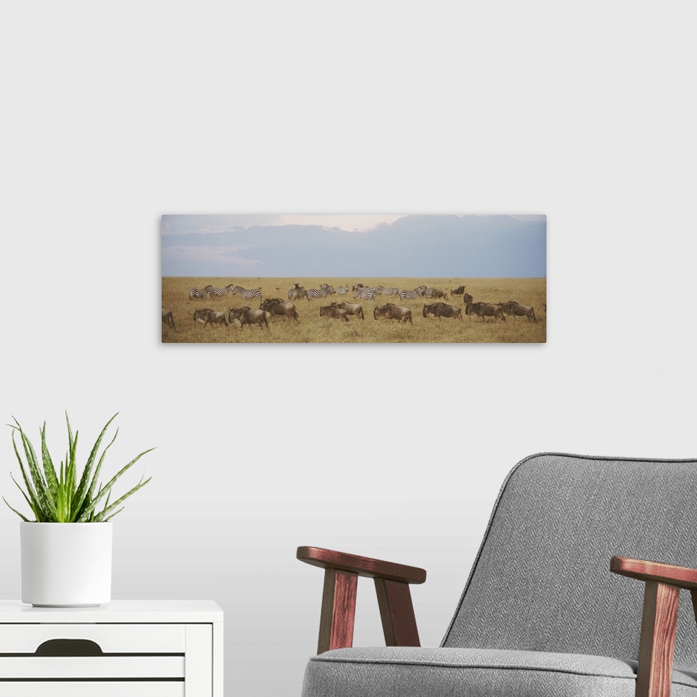 A modern room featuring Panoramic photograph of meadow filled with animals.