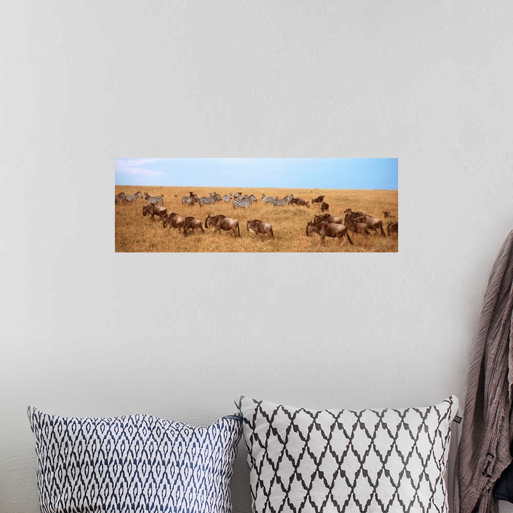 A bohemian room featuring Wildebeests and Zebras Maasai Mara Kenya Africa