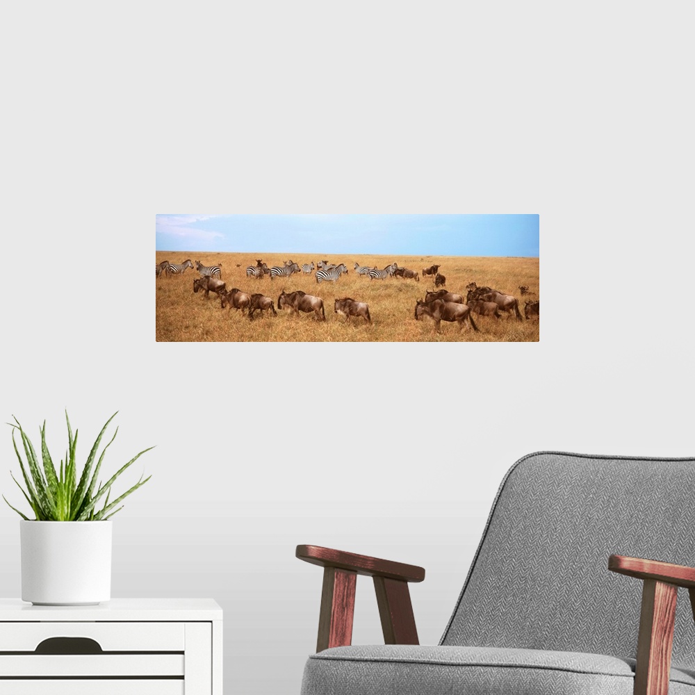 A modern room featuring Wildebeests and Zebras Maasai Mara Kenya Africa