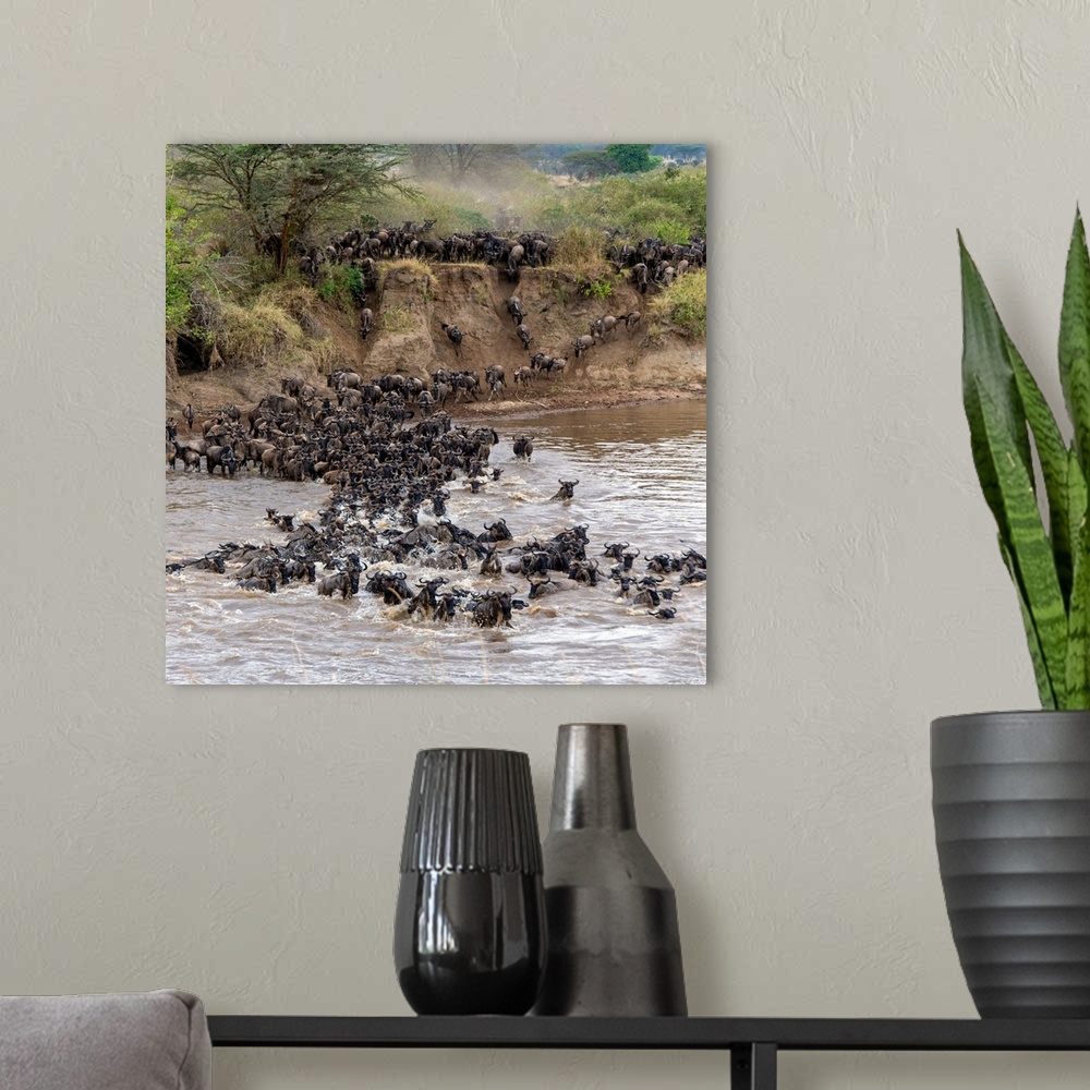 A modern room featuring Wildebeests crossing Mara River, Serengeti National Park, Tanzania