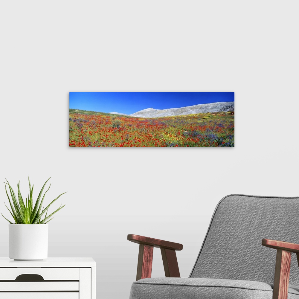 A modern room featuring Wildflowers Andalucia Spain