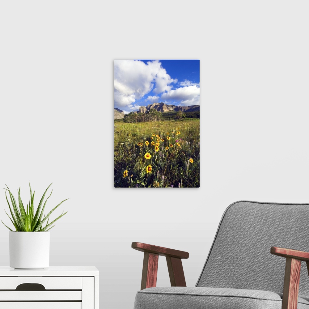 A modern room featuring Wildflowers blooming in mountain meadow, Two Dog Flats, Glacier National Park, Montana