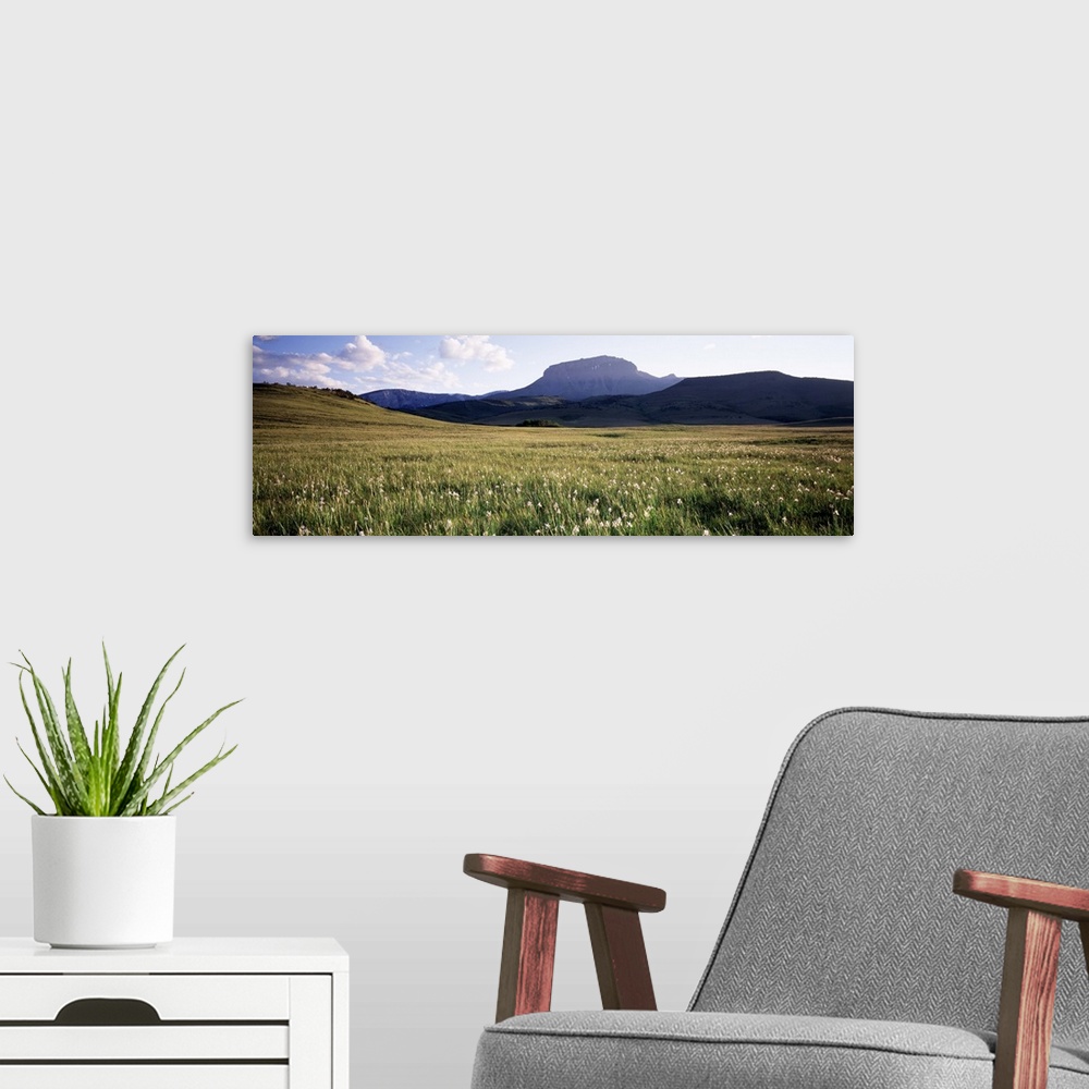 A modern room featuring Wildflowers Ear Mountain MT