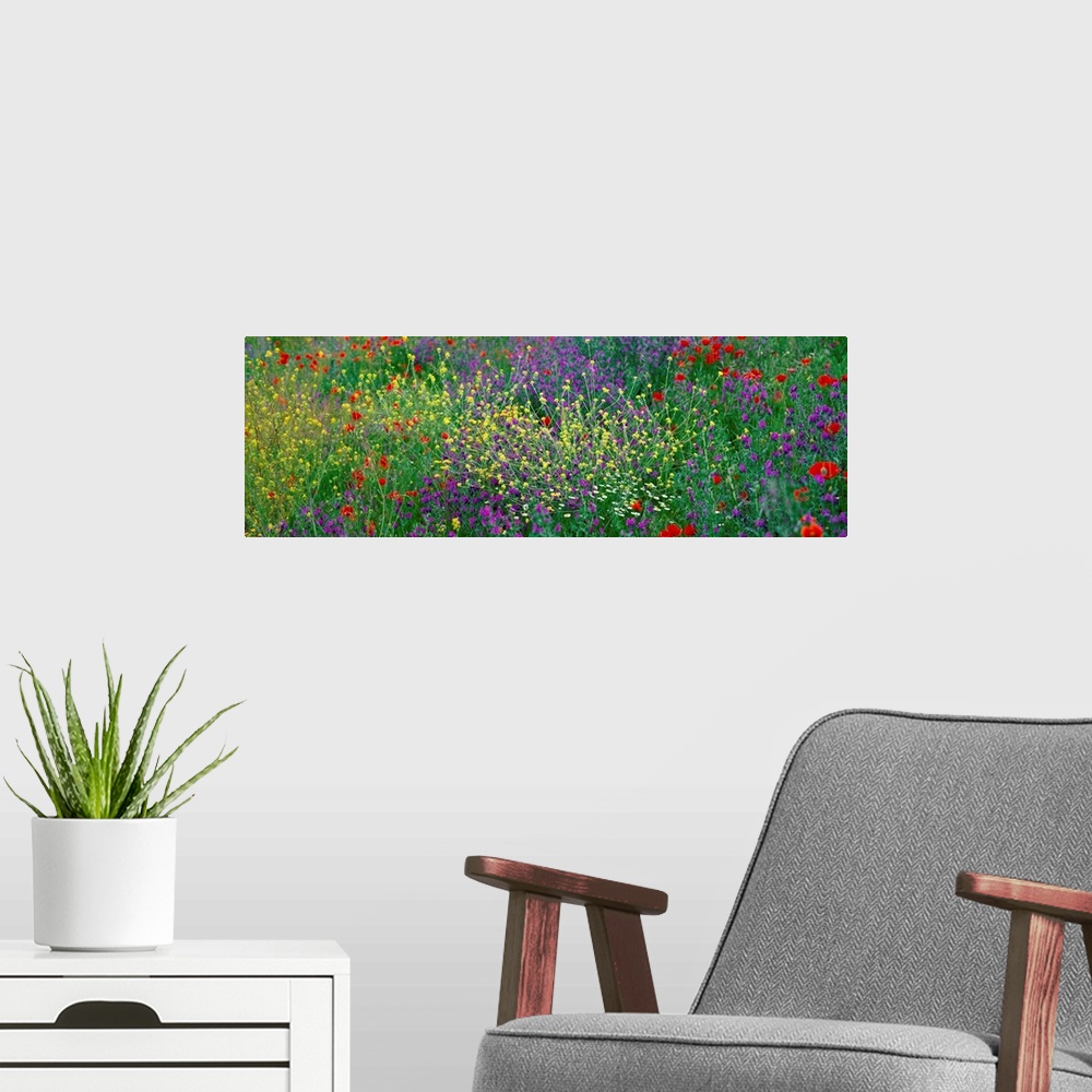 A modern room featuring Panoramic photograph of meadow of brightly colored flowers and tall grass