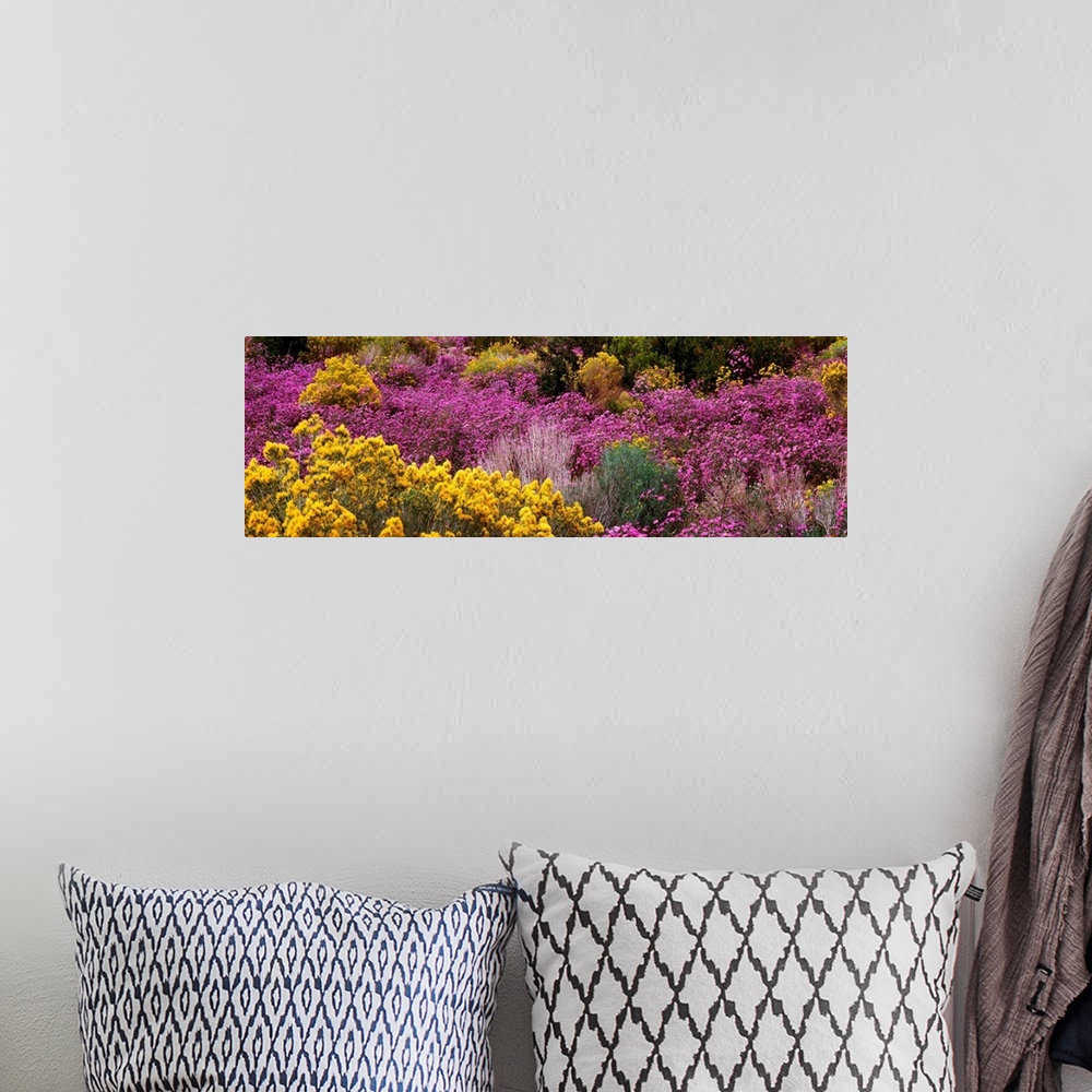 A bohemian room featuring A wide angle photograph taken of purple and yellow wildflowers that cover the land they are on.