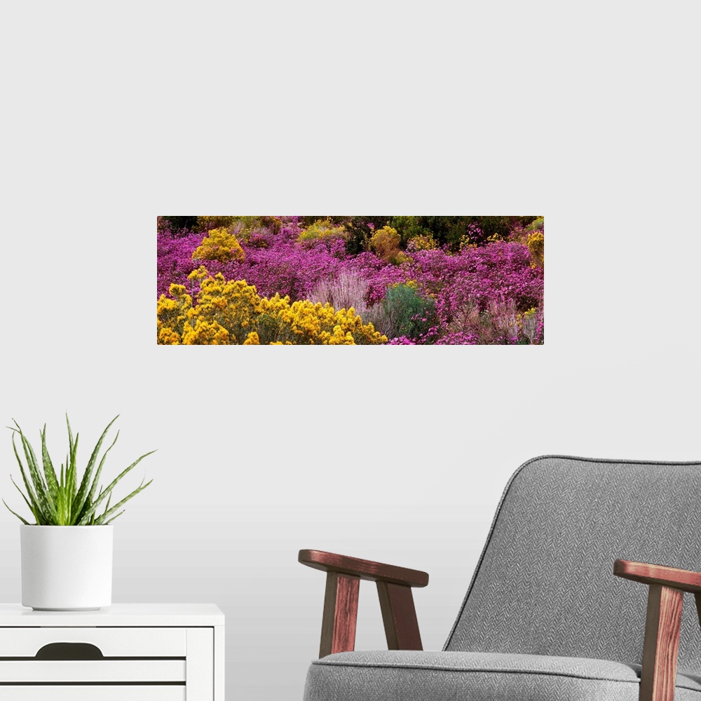 A modern room featuring A wide angle photograph taken of purple and yellow wildflowers that cover the land they are on.
