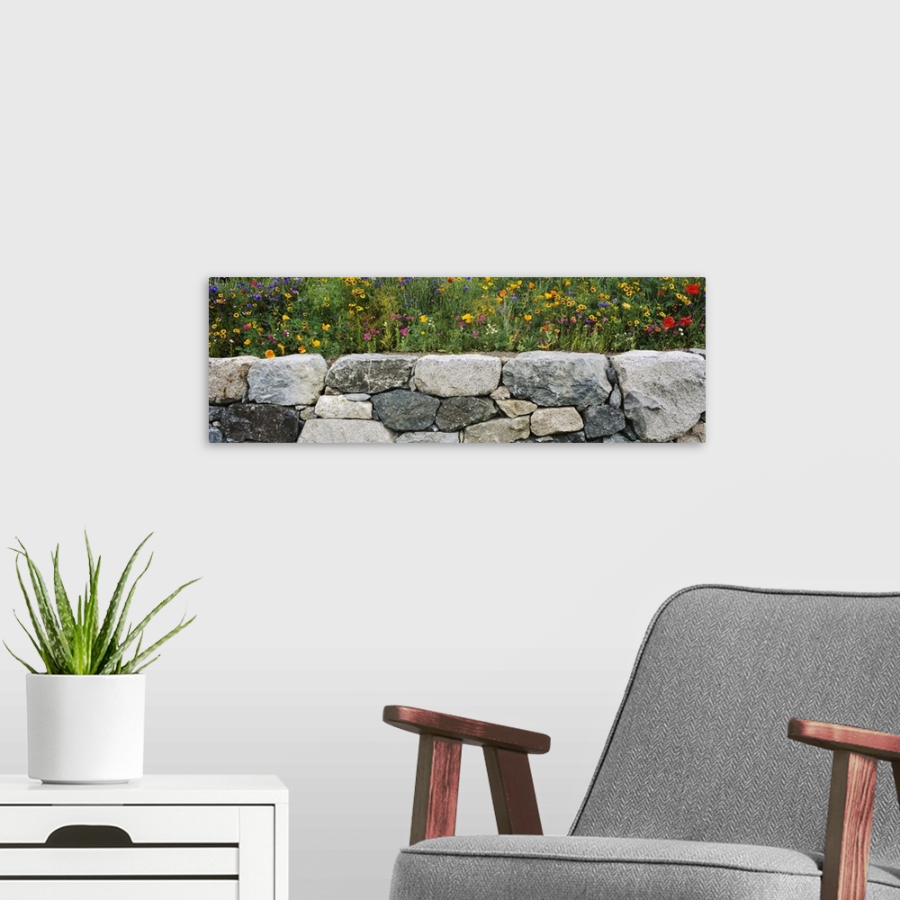 A modern room featuring Wildflowers growing near a stone wall, Fidalgo Island, Skagit County, Washington State