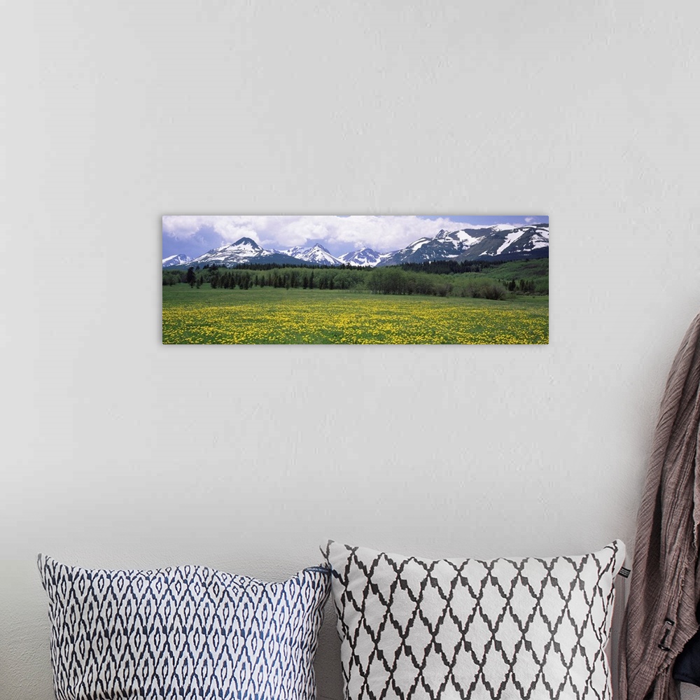 A bohemian room featuring Wildflowers in a field with mountains in the background, East Glacier Park, US Glacier National P...