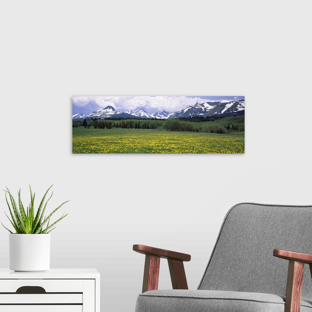 A modern room featuring Wildflowers in a field with mountains in the background, East Glacier Park, US Glacier National P...