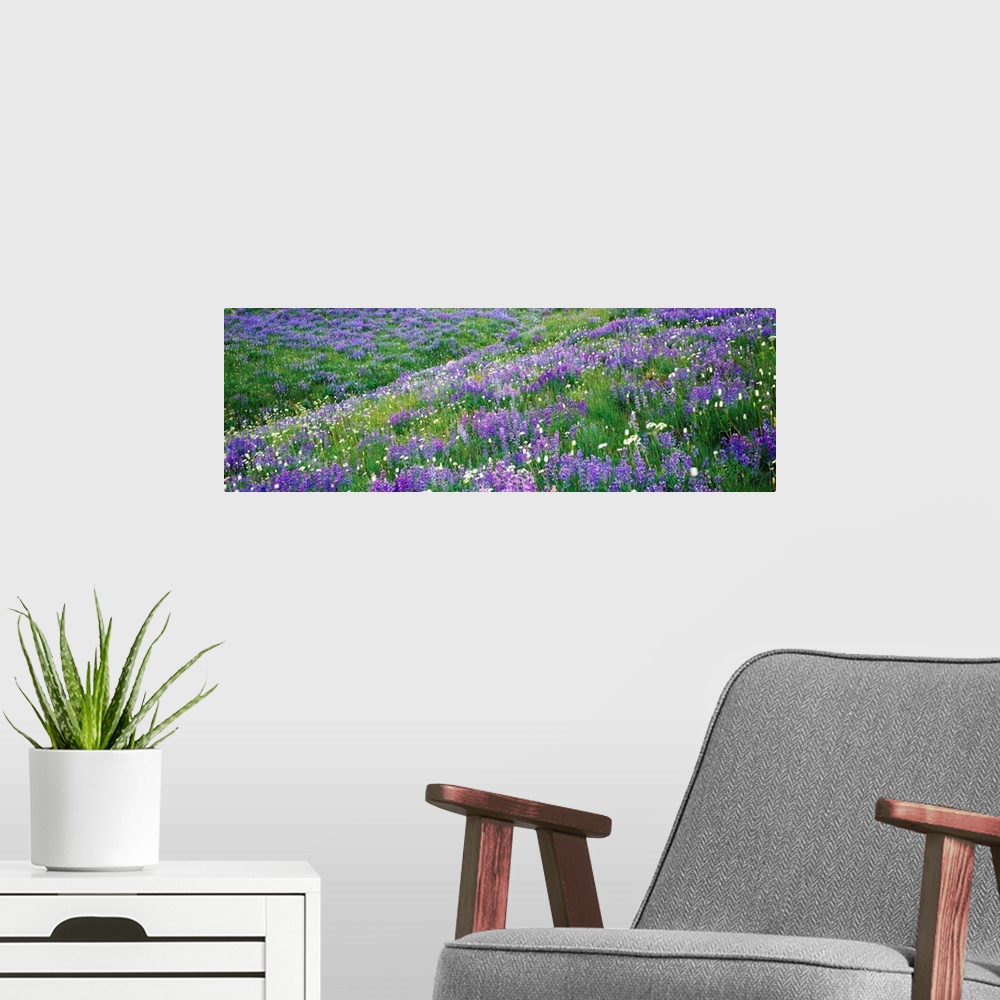 A modern room featuring Wildflowers in a field, Mt Rainier National Park, Washington State