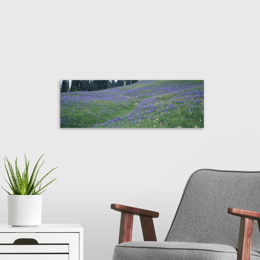 A modern room featuring Wildflowers in a field, Mt Rainier National Park, Washington State