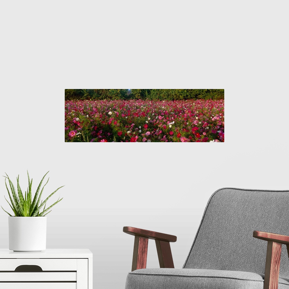 A modern room featuring Wildflowers in a field, NCDOT Wildflower Program, Henderson County, North Carolina