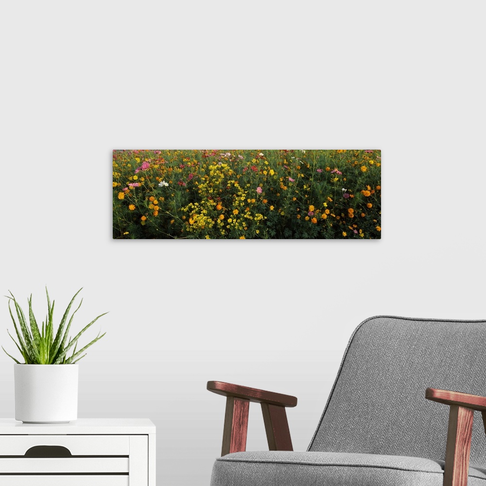 A modern room featuring Wildflowers in a field, NCDOT Wildflower Program, Macon County, North Carolina