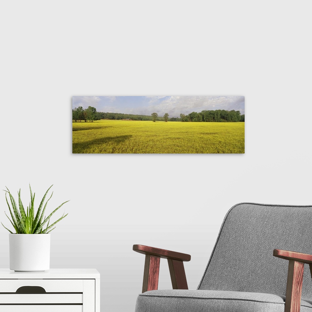 A modern room featuring Wildflowers in a field, Ozark Mountains, Arkansas,