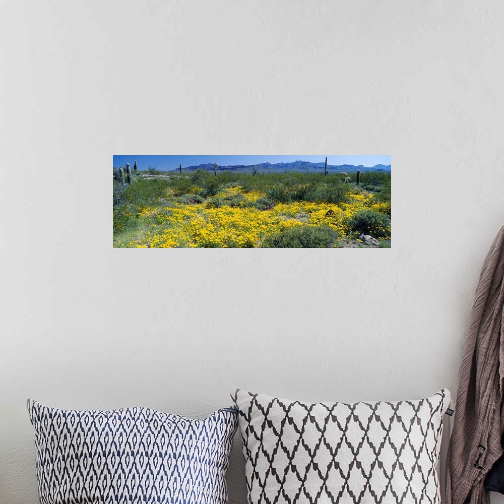 A bohemian room featuring Wildflowers in a field, Saguaro National Monument, Arizona