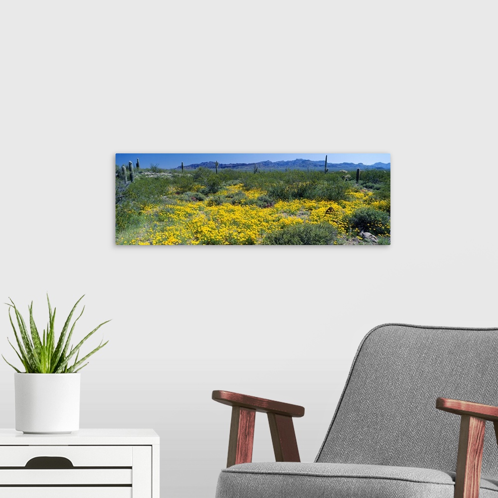 A modern room featuring Wildflowers in a field, Saguaro National Monument, Arizona