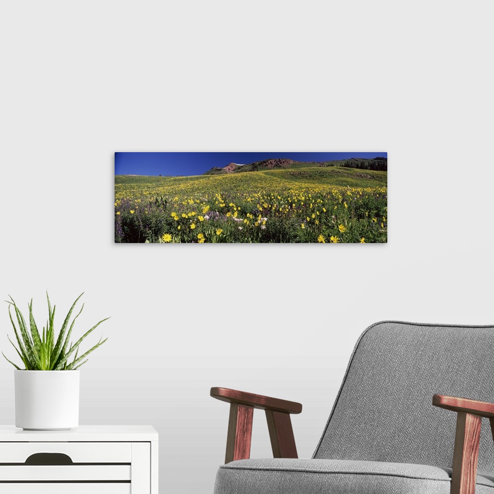 A modern room featuring Wildflowers in a field West Maroon Pass Crested Butte Gunnison County Colorado