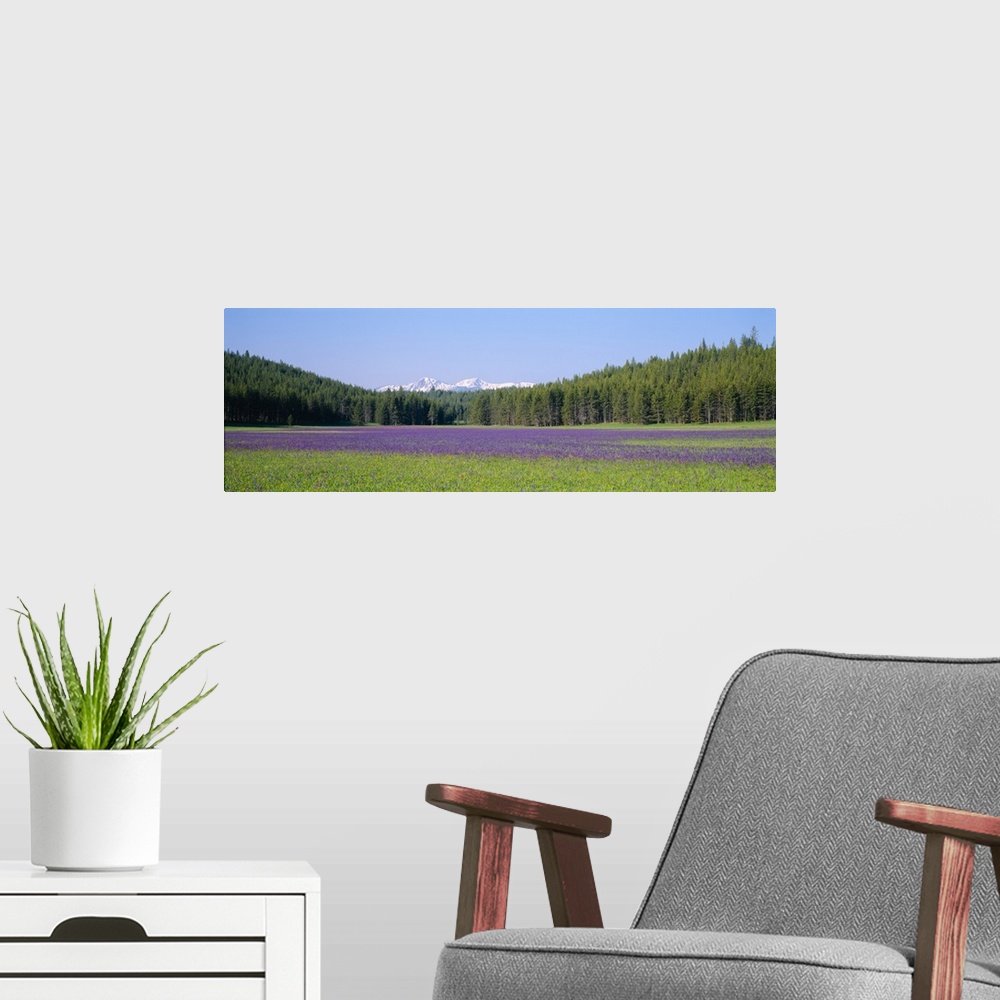A modern room featuring Wildflowers in a field with a mountain range in the background, Sawtooth National Recreation Area...