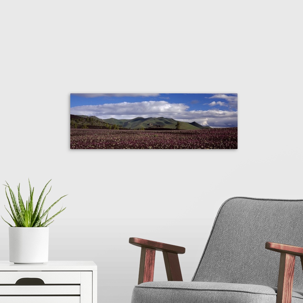 A modern room featuring Wildflowers in a field with mountains in the background, Craters Of The Moon National Park, Idaho