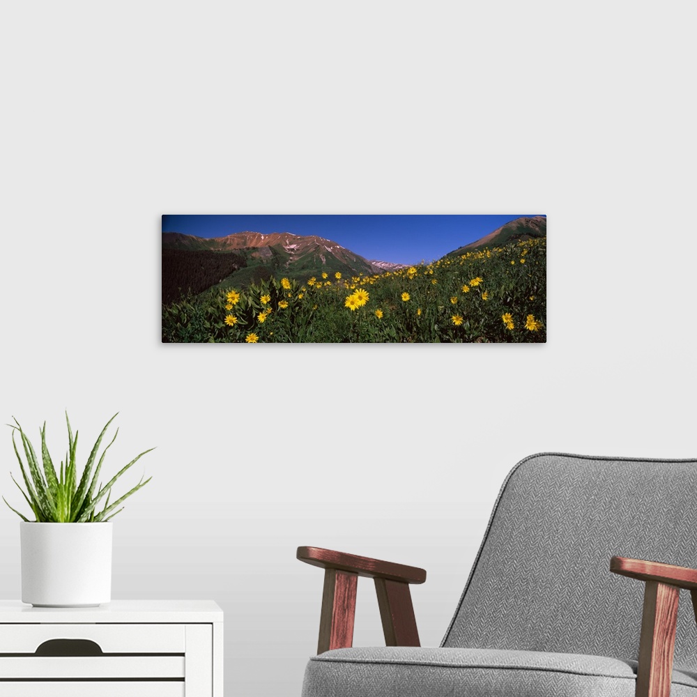 A modern room featuring Wildflowers in a forest Kebler Pass Crested Butte Gunnison County Colorado