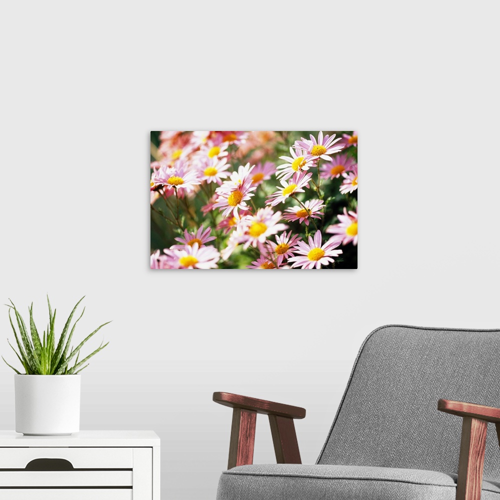 A modern room featuring Close-up photograph of newly blossomed wildflowers. Vibrant tones in foreground and contrasted by...