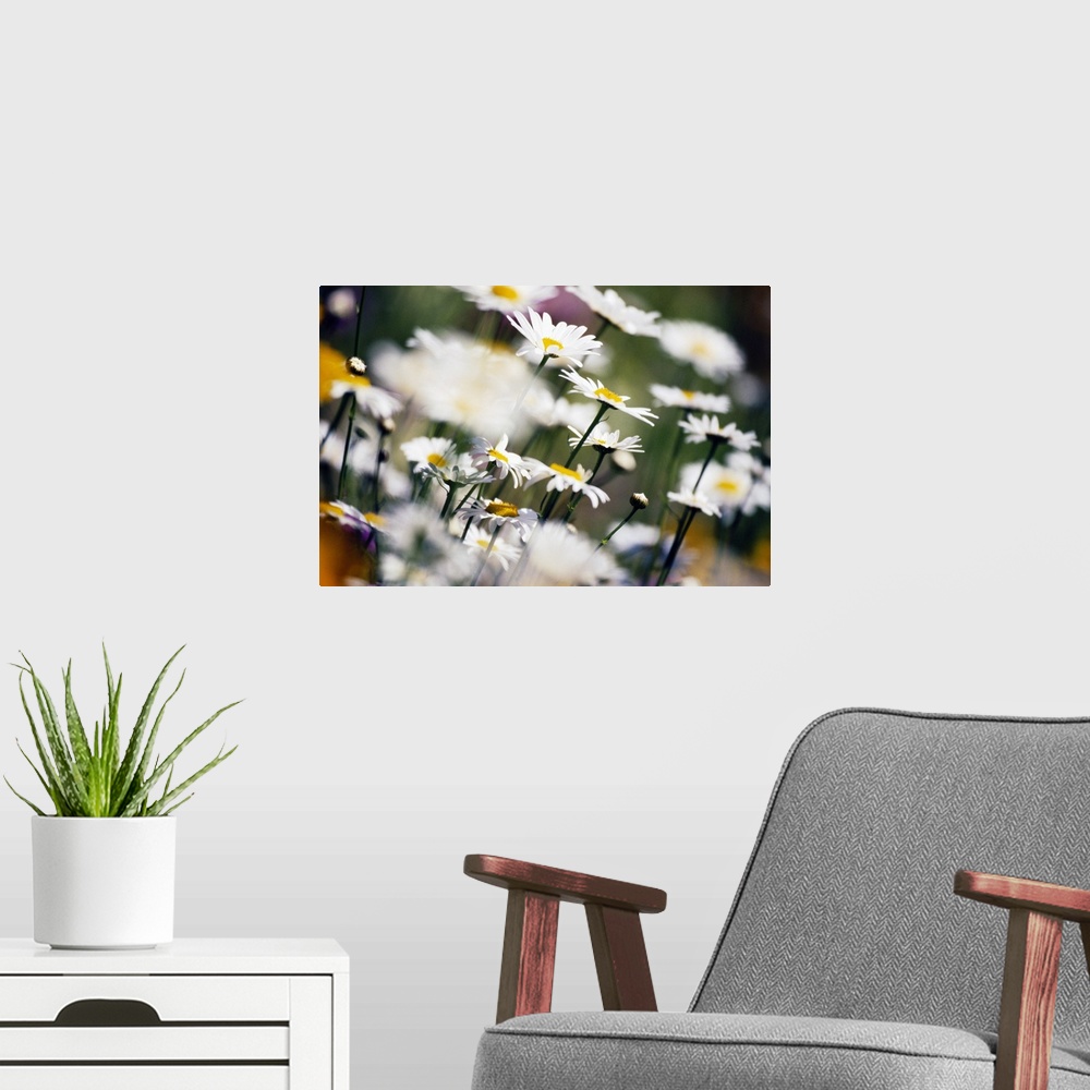 A modern room featuring Wild daisies and other flowers blooming in a field.
