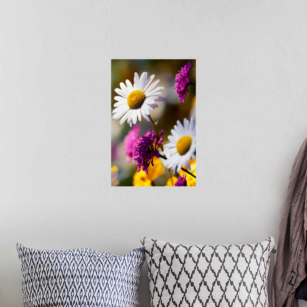 A bohemian room featuring A close up of wild daisies growing amongst other wild flora in this vertical photograph.