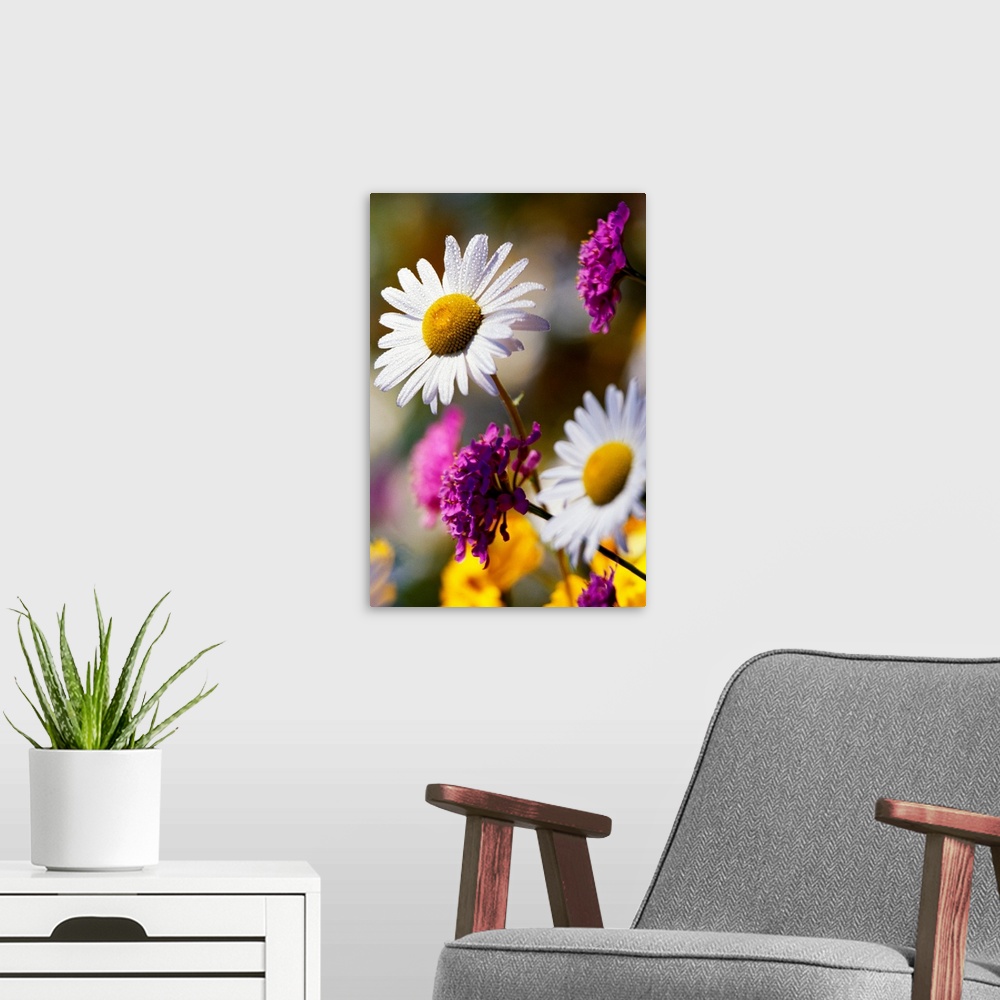 A modern room featuring A close up of wild daisies growing amongst other wild flora in this vertical photograph.