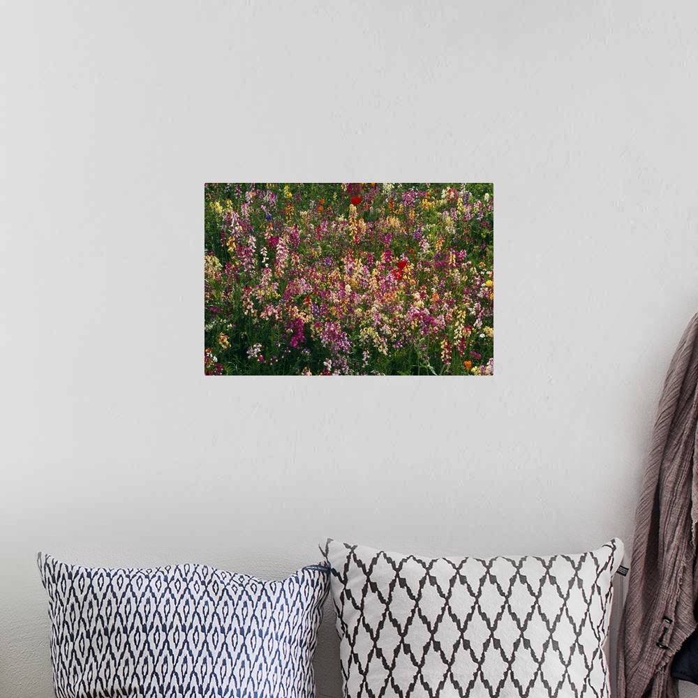 A bohemian room featuring Photograph of colorful flower meadow.