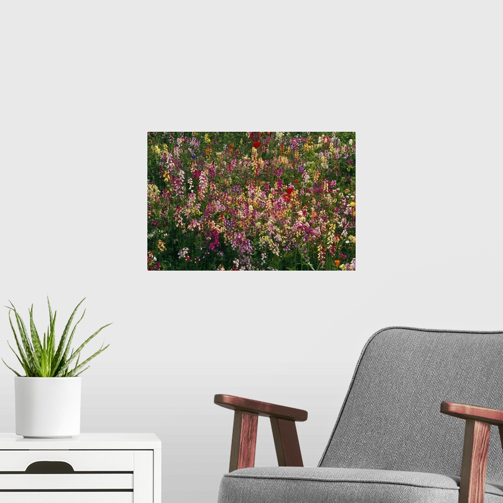 A modern room featuring Photograph of colorful flower meadow.