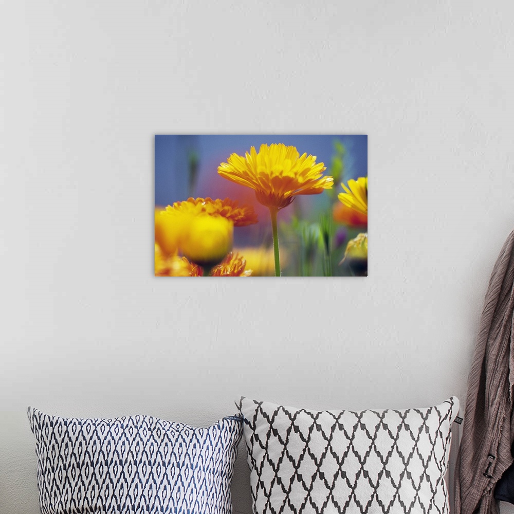 A bohemian room featuring Wildflowers in bloom, soft focus close up, Oregon, united states,