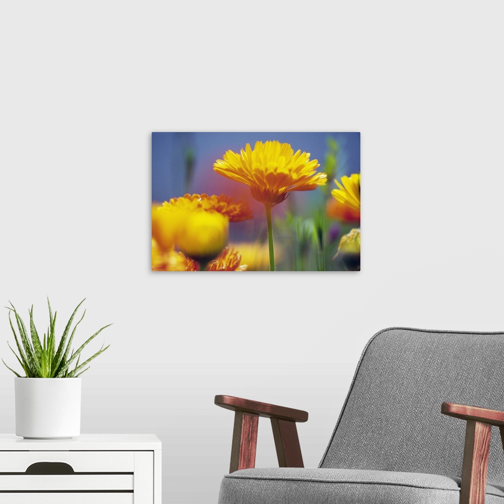 A modern room featuring Wildflowers in bloom, soft focus close up, Oregon, united states,
