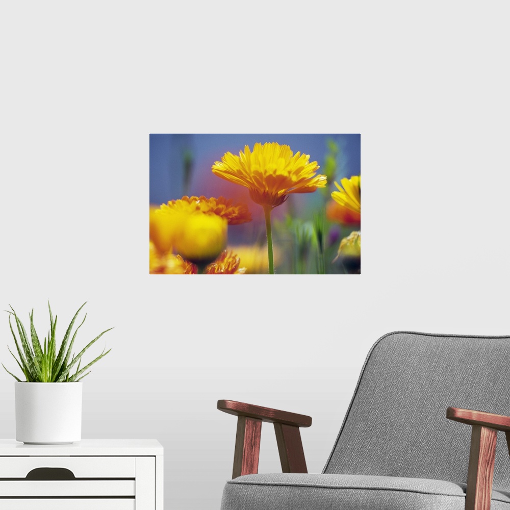 A modern room featuring Wildflowers in bloom, soft focus close up, Oregon, united states,