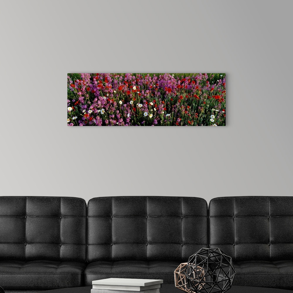 A modern room featuring Wildflowers, NCDOT Wildflower Program, Buncombe County, North Carolina