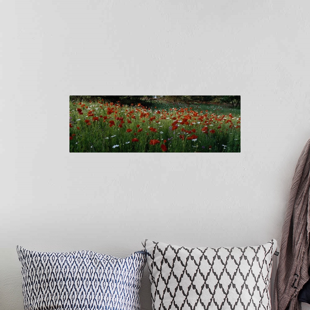 A bohemian room featuring Panoramic photograph of field filled with poppies, daisies, and other flowers.