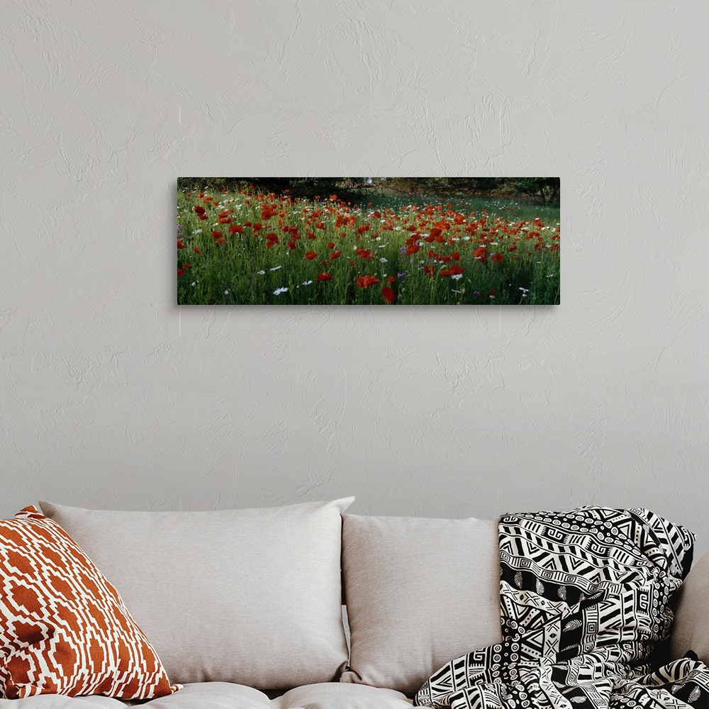 A bohemian room featuring Panoramic photograph of field filled with poppies, daisies, and other flowers.