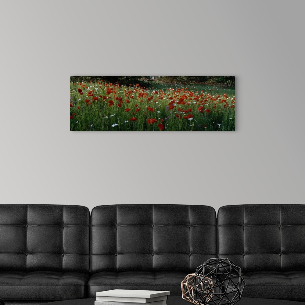 A modern room featuring Panoramic photograph of field filled with poppies, daisies, and other flowers.